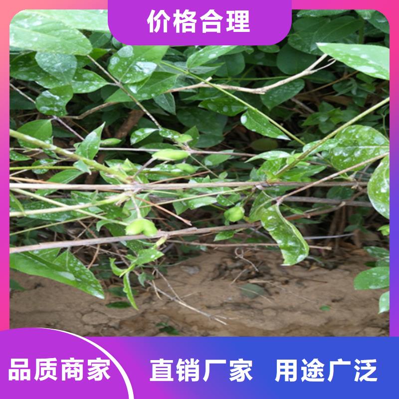 __【品质做服务 杈杷_桃树苗大厂生产品质】