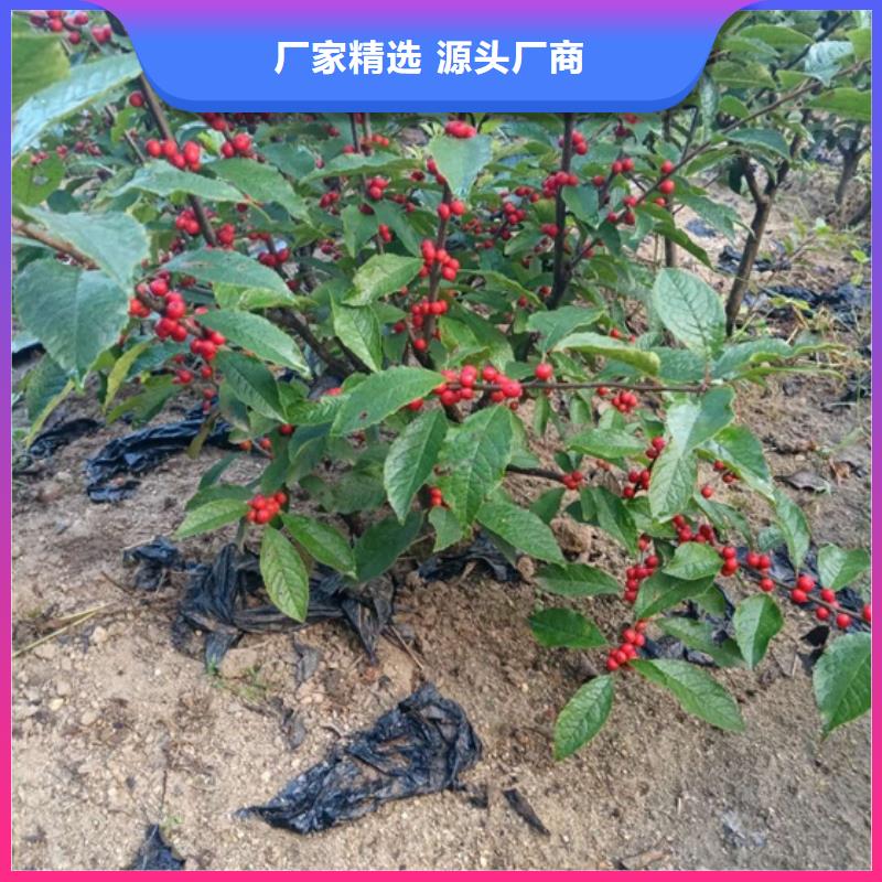 板栗苗视频-西藏阿里市轩园板栗苗可服务区域改则|日土|林芝|山南|日喀则|那曲|昌都|拉萨等