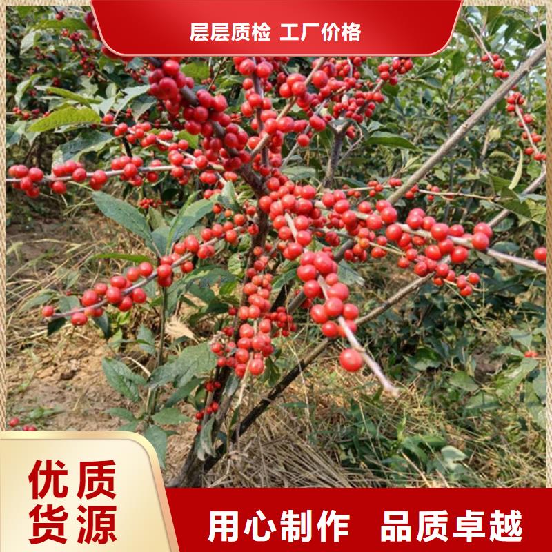 板栗苗-视频-板栗苗_西藏阿里市轩园园艺场(阿里市分公司)