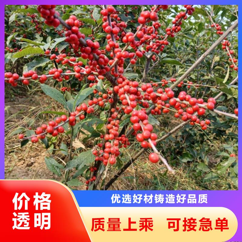 板栗苗视频-广东省韶关市|乐昌|始兴|汕尾|佛山|江门|肇庆|云浮板栗苗-轩园