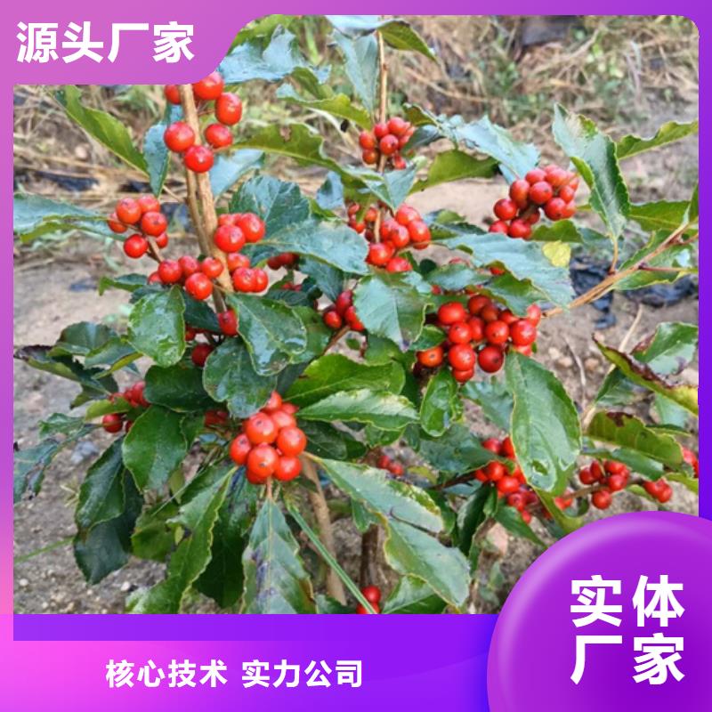 板栗苗-视频-板栗苗_西藏阿里市轩园园艺场(阿里市分公司)