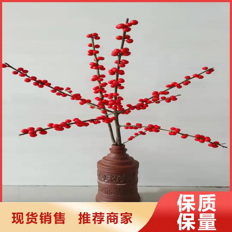 板栗苗视频-广东省韶关市|乐昌|始兴|汕尾|佛山|江门|肇庆|云浮板栗苗-轩园