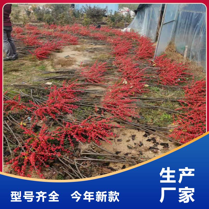 板栗苗视频-西藏阿里市轩园板栗苗可服务区域改则|日土|林芝|山南|日喀则|那曲|昌都|拉萨等