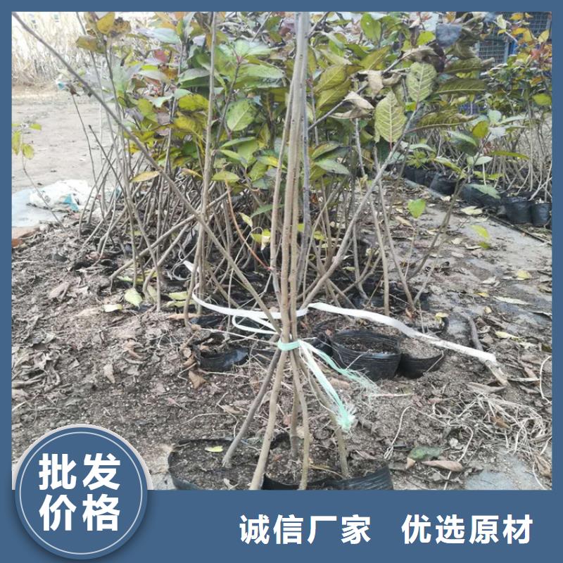 北美冬青_石榴苗欢迎来电询价