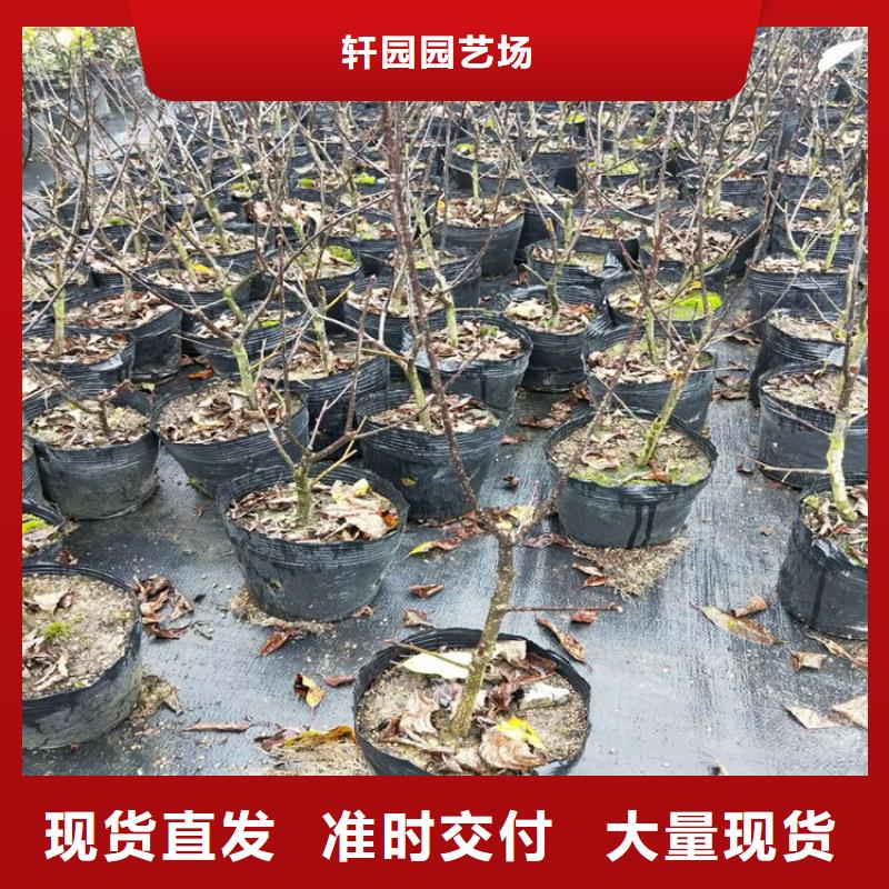 板栗苗视频-西藏阿里市轩园板栗苗可服务区域改则|日土|林芝|山南|日喀则|那曲|昌都|拉萨等