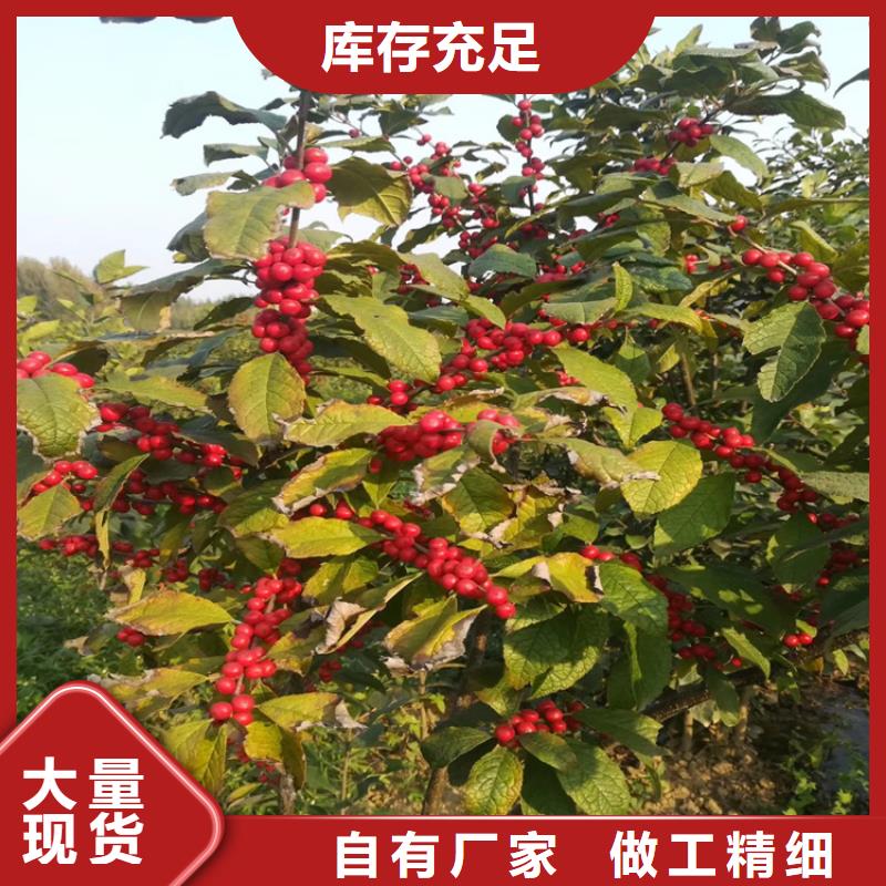板栗苗-视频-咸宁市板栗苗|崇阳|赤壁|荆州|鄂州|孝感|黄石|武汉