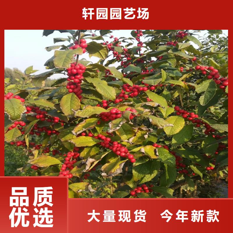 【北美冬青】苹果苗免费回电