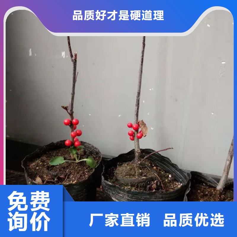板栗苗-视频-咸宁市板栗苗|崇阳|赤壁|荆州|鄂州|孝感|黄石|武汉