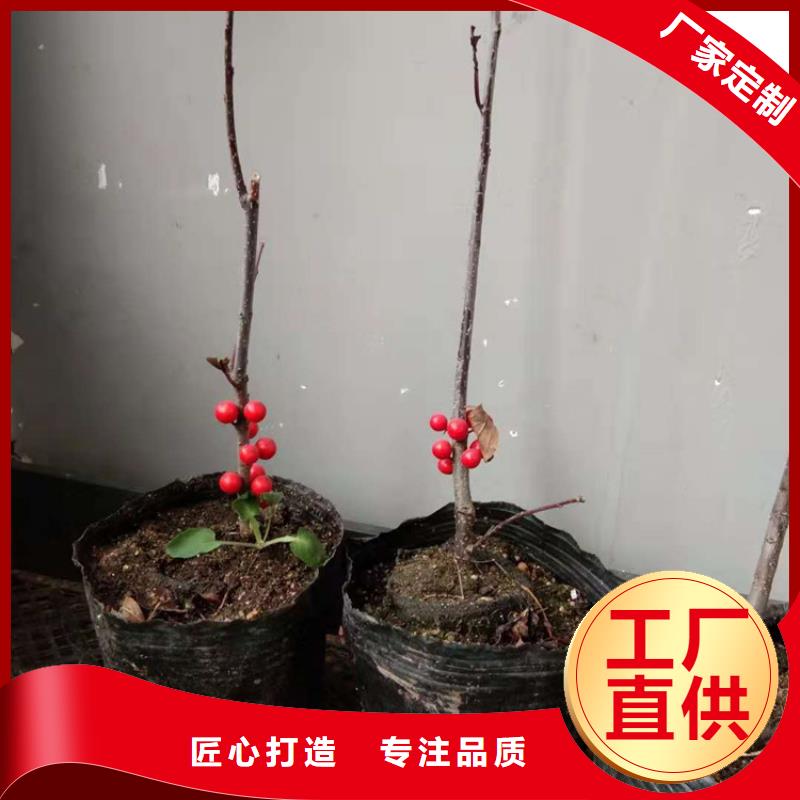 板栗苗-视频-板栗苗_西藏阿里市轩园园艺场(阿里市分公司)