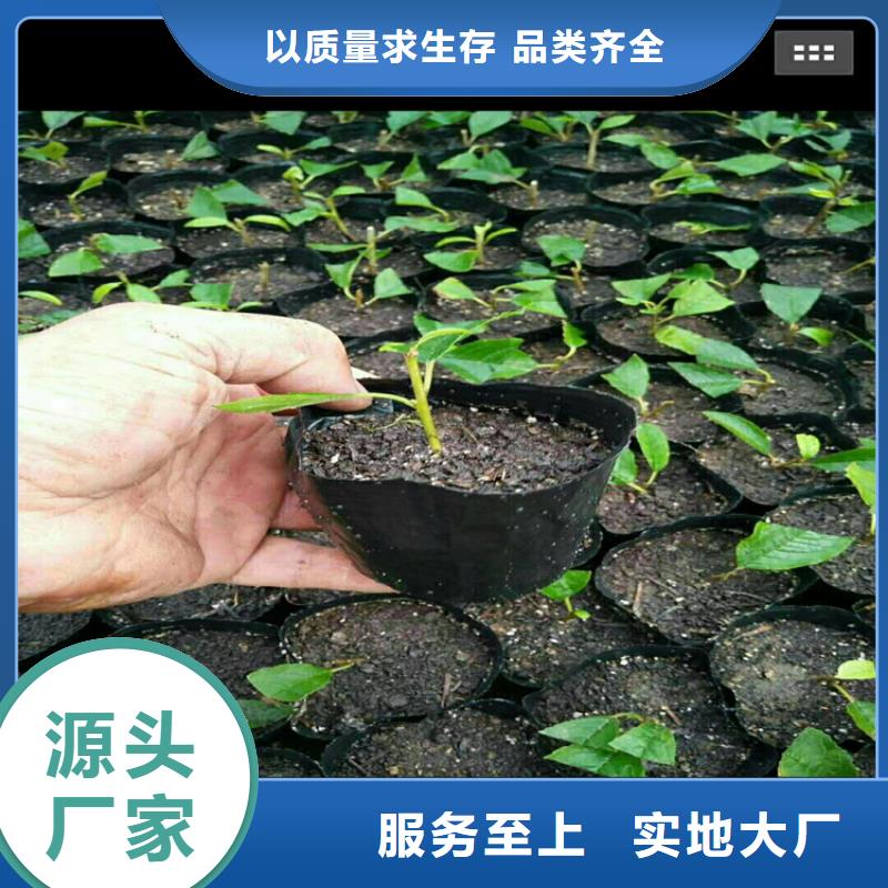 板栗苗视频-广东省韶关市|乐昌|始兴|汕尾|佛山|江门|肇庆|云浮板栗苗-轩园