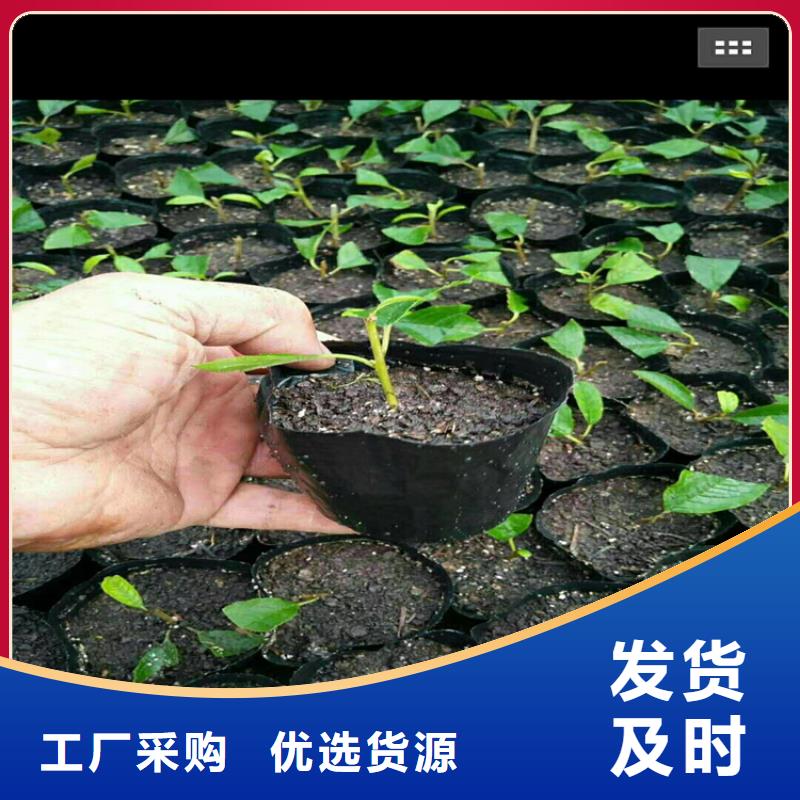 板栗苗-视频-咸宁市板栗苗|崇阳|赤壁|荆州|鄂州|孝感|黄石|武汉