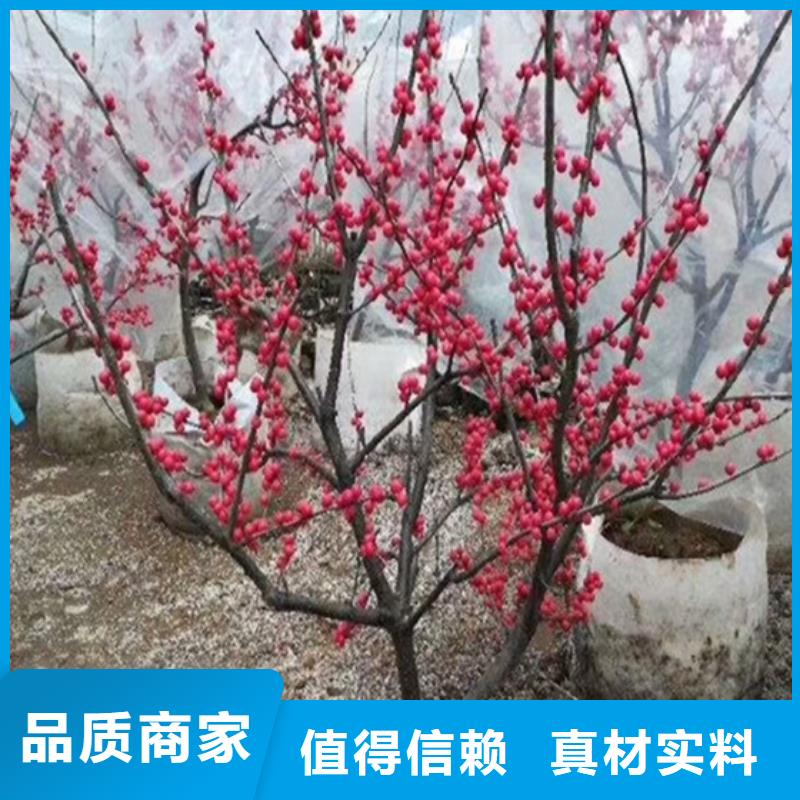 板栗苗视频-广东省韶关市|乐昌|始兴|汕尾|佛山|江门|肇庆|云浮板栗苗-轩园