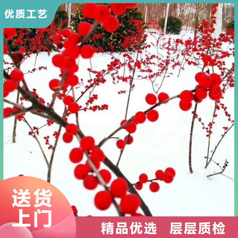 板栗苗-视频-板栗苗_西藏阿里市轩园园艺场(阿里市分公司)