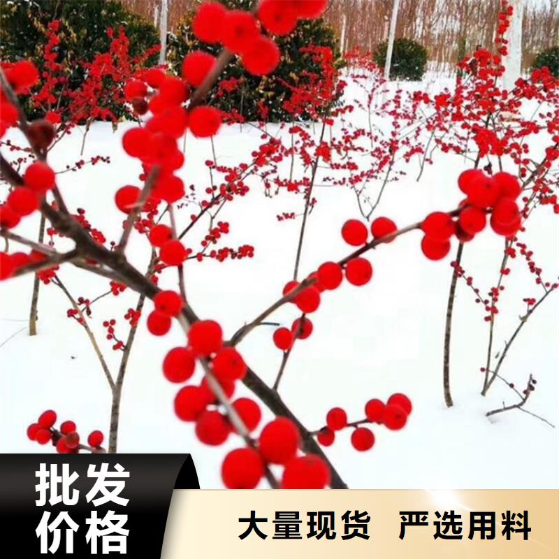 板栗苗视频-广东省韶关市|乐昌|始兴|汕尾|佛山|江门|肇庆|云浮板栗苗-轩园