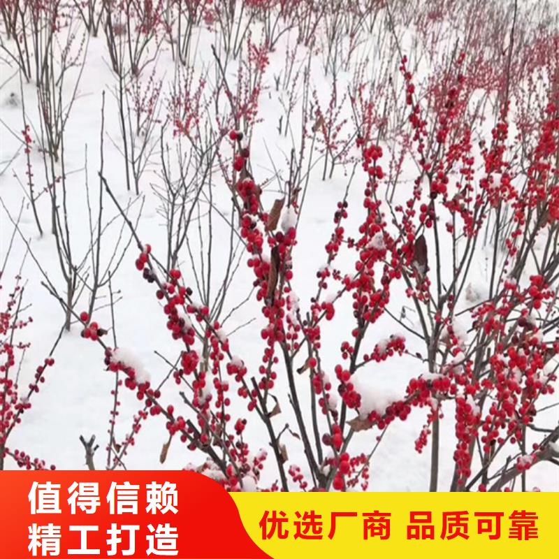 板栗苗视频-广东省韶关市|乐昌|始兴|汕尾|佛山|江门|肇庆|云浮板栗苗-轩园