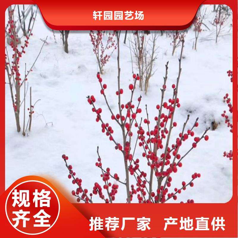 板栗苗视频-西藏阿里市轩园板栗苗可服务区域改则|日土|林芝|山南|日喀则|那曲|昌都|拉萨等