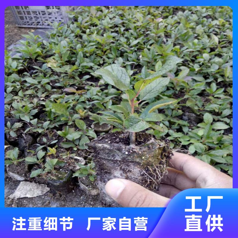 板栗苗-视频-咸宁市板栗苗|崇阳|赤壁|荆州|鄂州|孝感|黄石|武汉