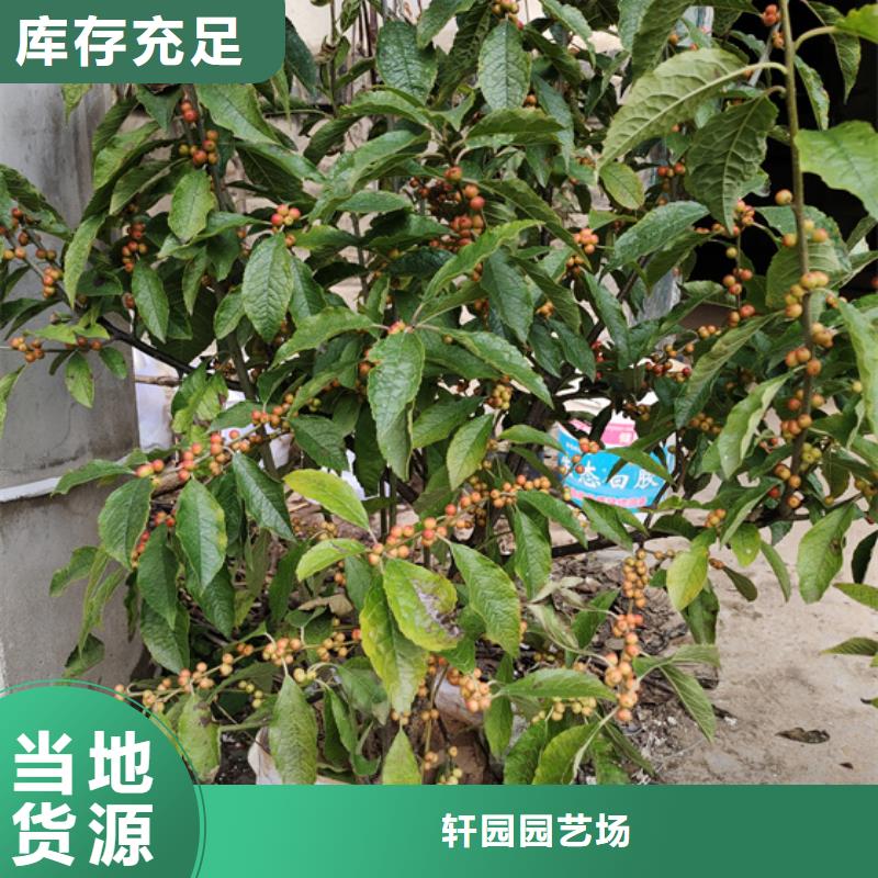 有卖好货直销 北美冬青 【樱桃苗】一个起售的厂家地址电话