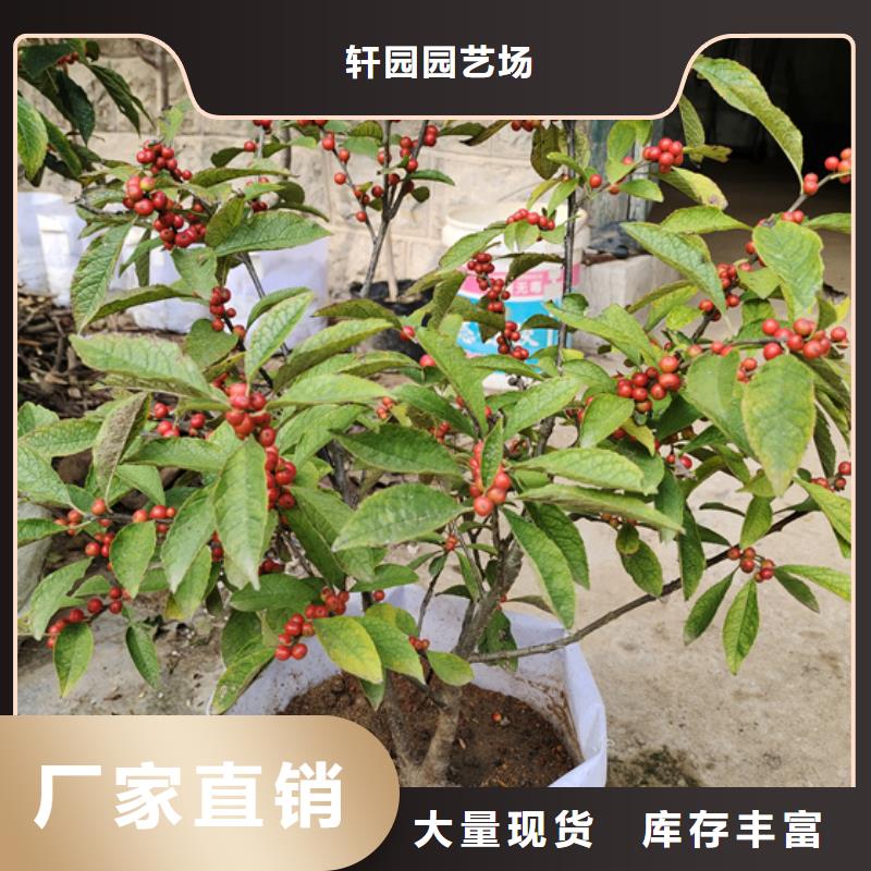 【北美冬青】苹果苗免费回电
