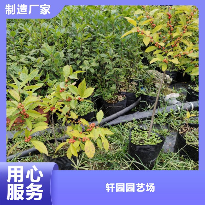板栗苗视频-西藏阿里市轩园板栗苗可服务区域改则|日土|林芝|山南|日喀则|那曲|昌都|拉萨等