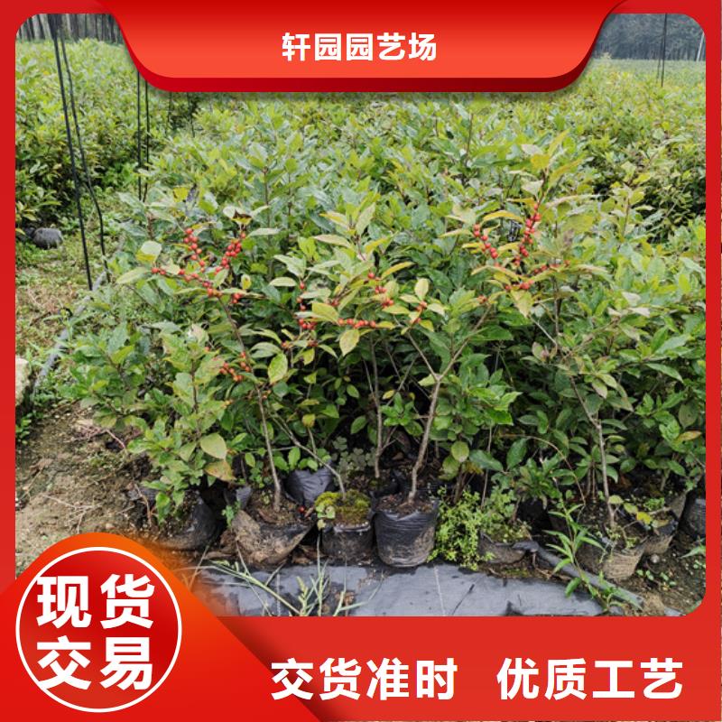 板栗苗-视频-板栗苗_西藏阿里市轩园园艺场(阿里市分公司)