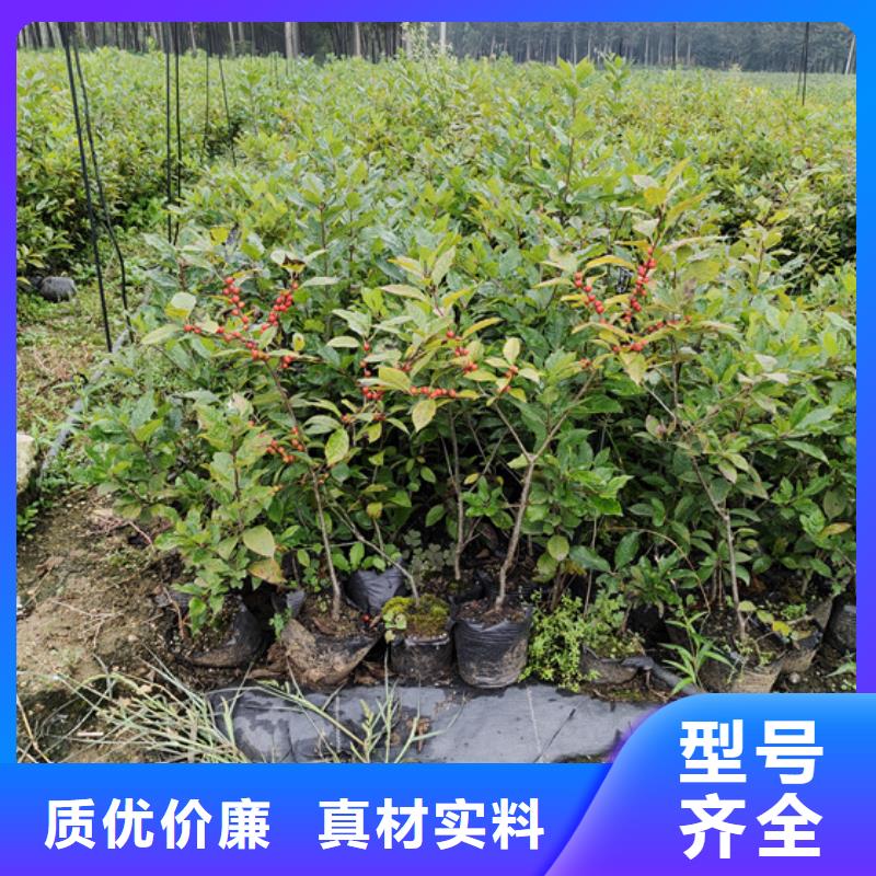 板栗苗视频-广东省韶关市|乐昌|始兴|汕尾|佛山|江门|肇庆|云浮板栗苗-轩园