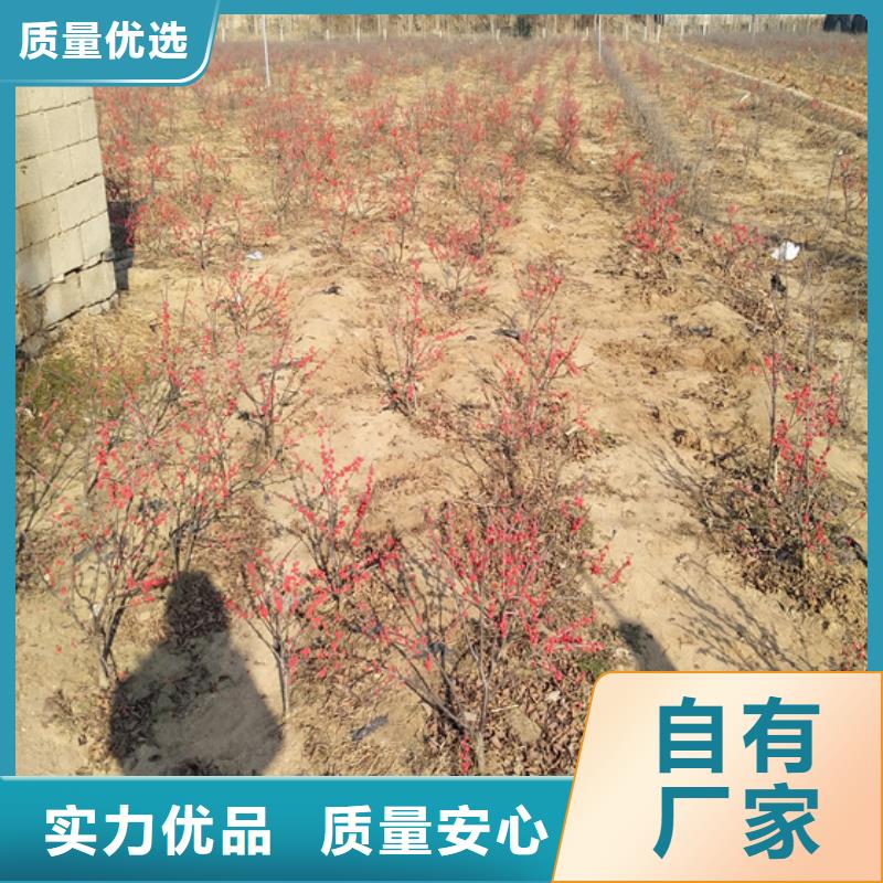【北美冬青】苹果苗免费回电