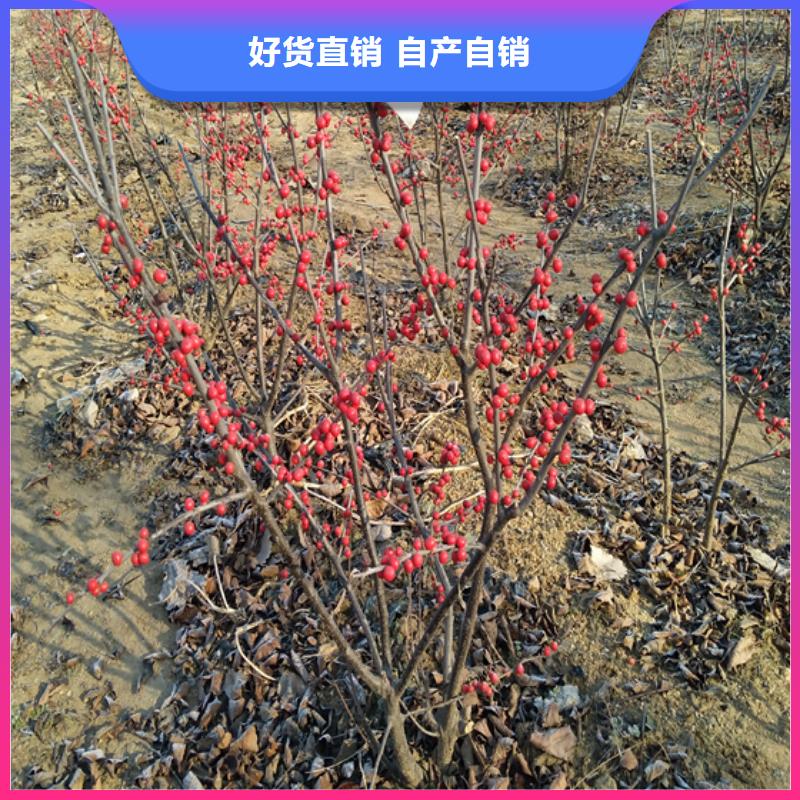 板栗苗视频-西藏阿里市轩园板栗苗可服务区域改则|日土|林芝|山南|日喀则|那曲|昌都|拉萨等
