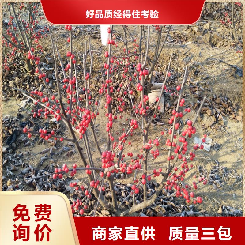 板栗苗视频-西藏阿里市轩园板栗苗可服务区域改则|日土|林芝|山南|日喀则|那曲|昌都|拉萨等
