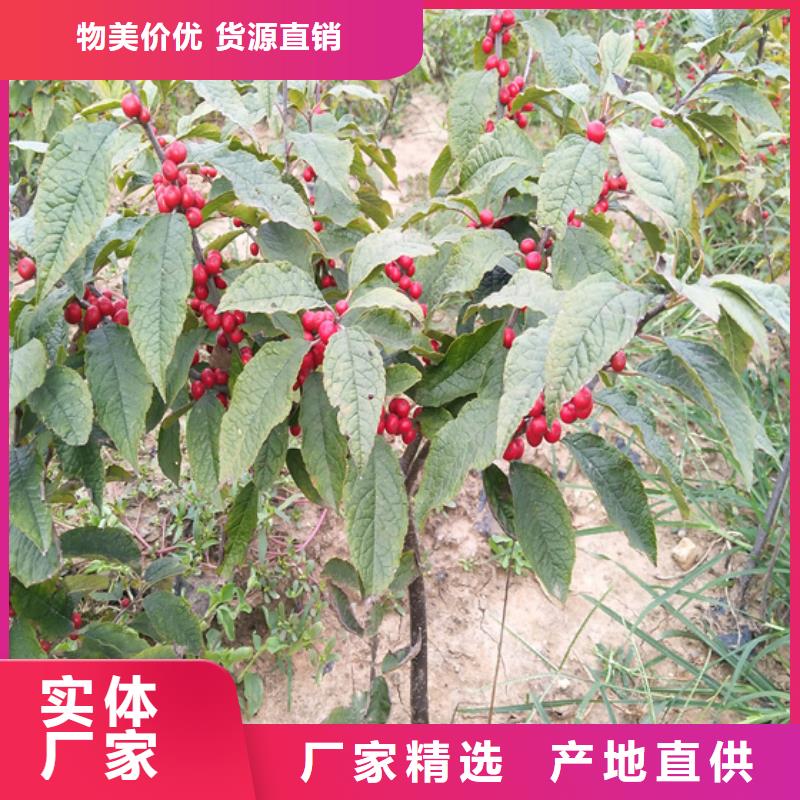 板栗苗视频-西藏阿里市轩园板栗苗可服务区域改则|日土|林芝|山南|日喀则|那曲|昌都|拉萨等