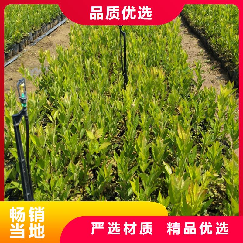 北美冬青_石榴苗欢迎来电询价