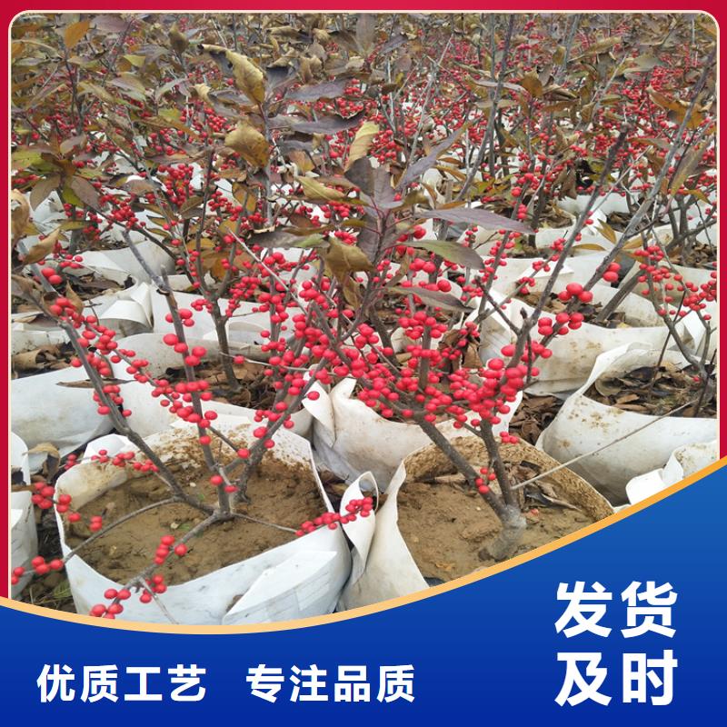 板栗苗视频-广东省韶关市|乐昌|始兴|汕尾|佛山|江门|肇庆|云浮板栗苗-轩园