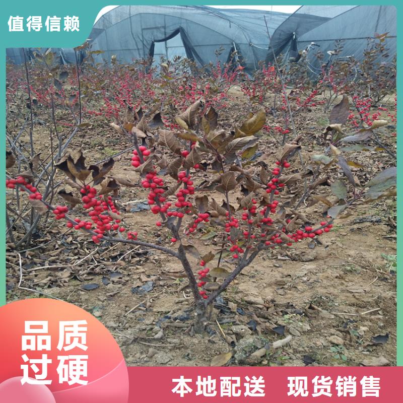 板栗苗视频-广东省韶关市|乐昌|始兴|汕尾|佛山|江门|肇庆|云浮板栗苗-轩园