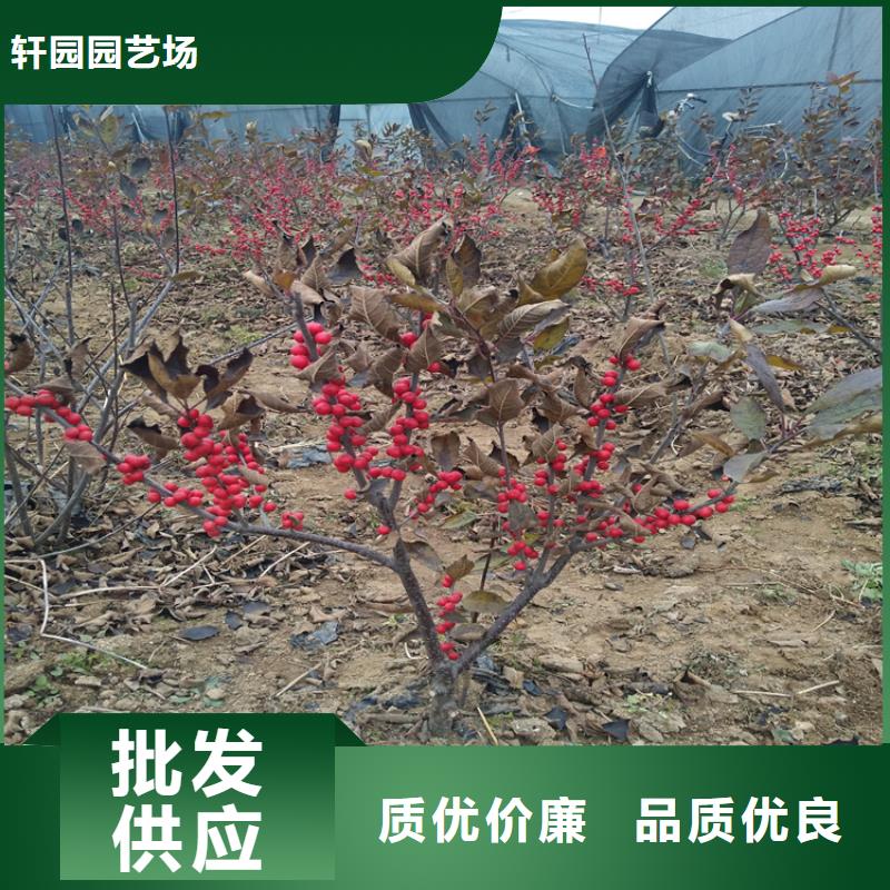 板栗苗-视频-板栗苗_西藏阿里市轩园园艺场(阿里市分公司)