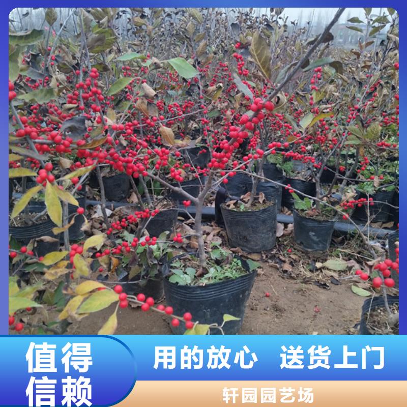 板栗苗视频-西藏阿里市轩园板栗苗可服务区域改则|日土|林芝|山南|日喀则|那曲|昌都|拉萨等
