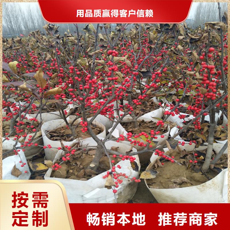 板栗苗-视频-板栗苗_西藏阿里市轩园园艺场(阿里市分公司)