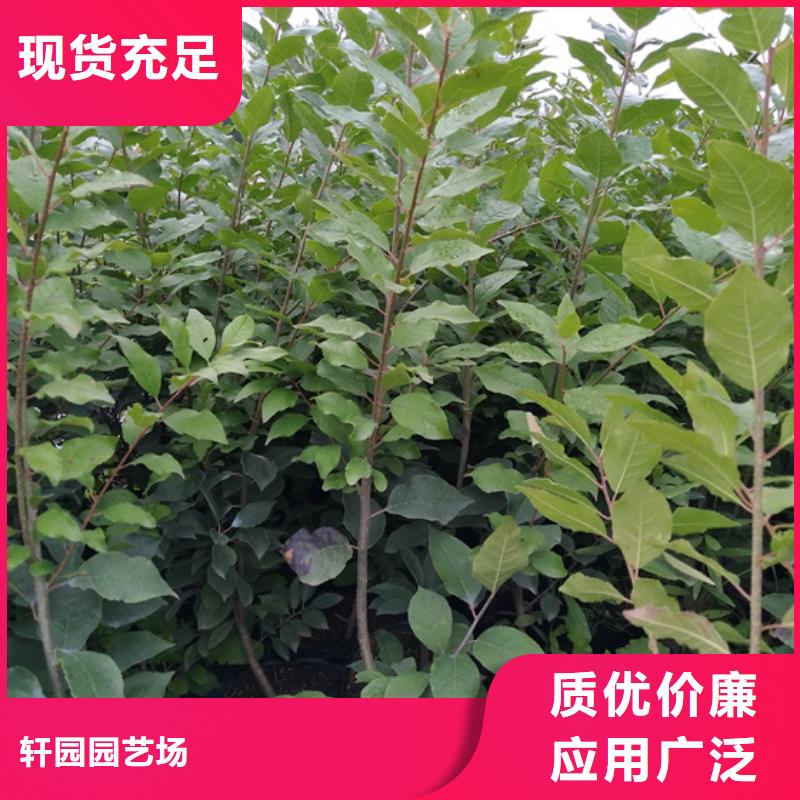 北美冬青材质实在
