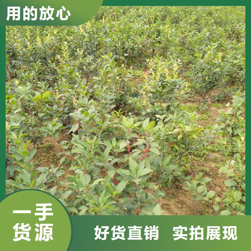 板栗苗视频-西藏阿里市轩园板栗苗可服务区域改则|日土|林芝|山南|日喀则|那曲|昌都|拉萨等