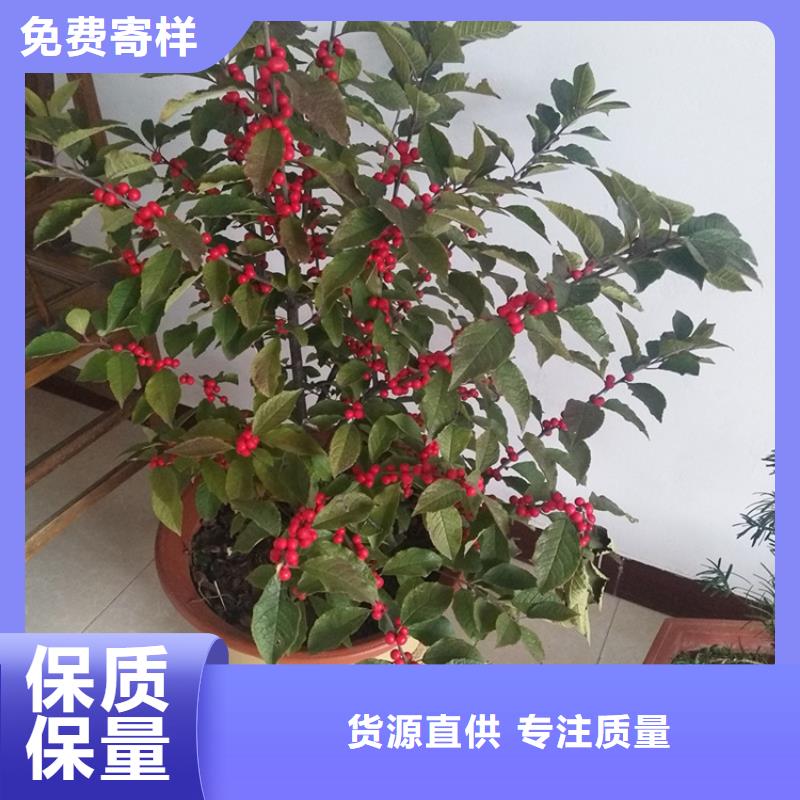 板栗苗-视频-板栗苗_西藏阿里市轩园园艺场(阿里市分公司)