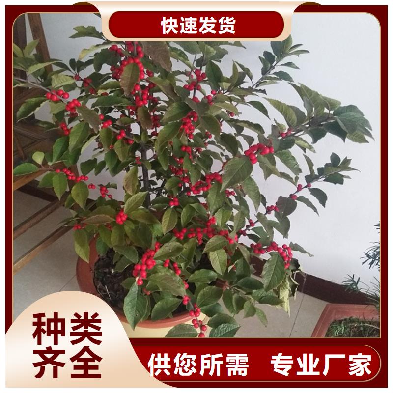 板栗苗视频-广东省韶关市|乐昌|始兴|汕尾|佛山|江门|肇庆|云浮板栗苗-轩园