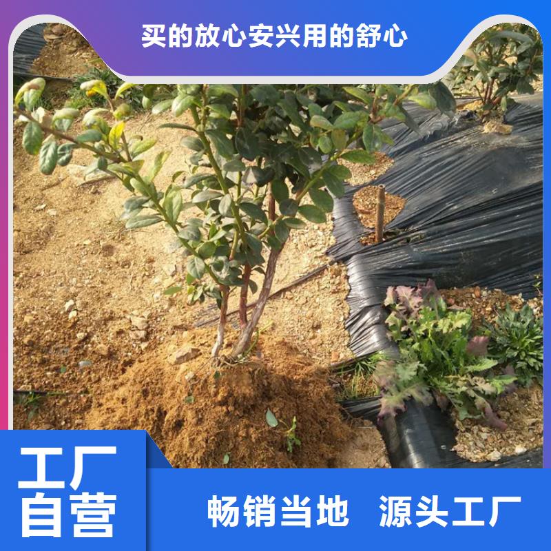 蓝莓苗石榴树精心选材
