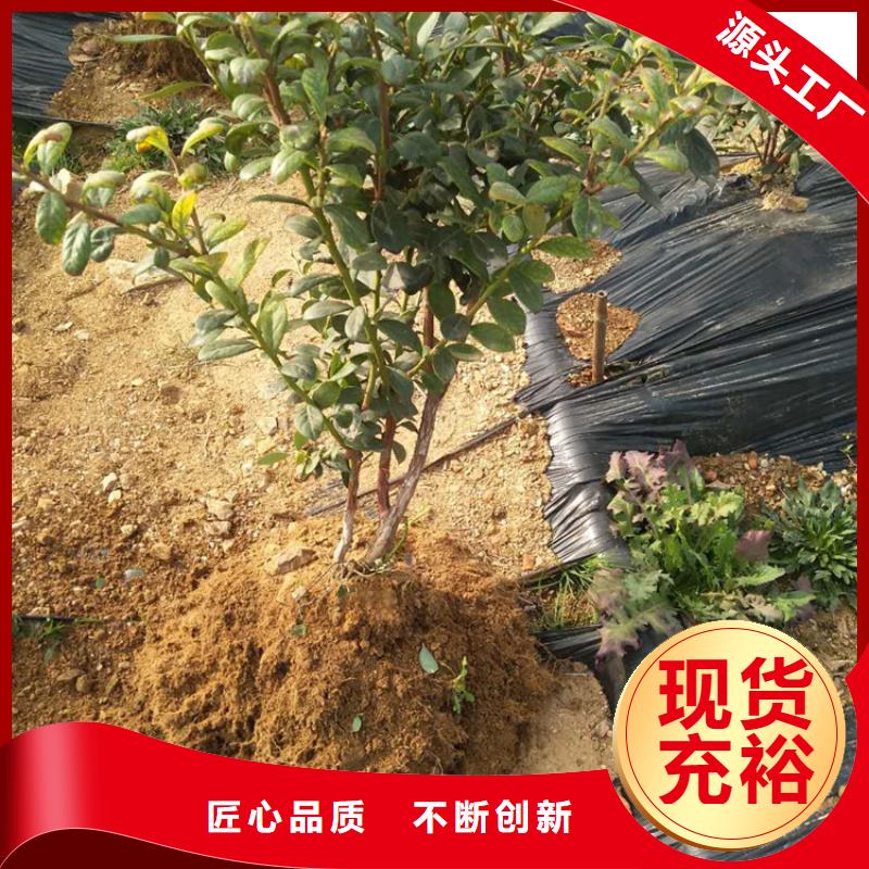 视频:为您提供一站式采购服务丰富的行业经验 蓝莓苗-【樱桃苗】保障产品质量-【当地】品牌
