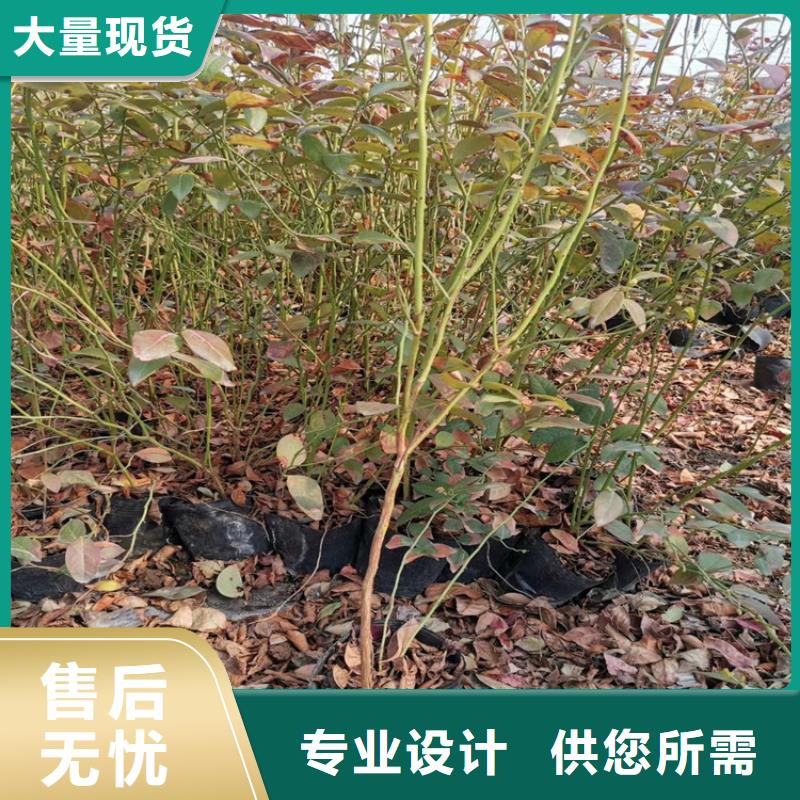 蓝莓苗,红颜草莓可定制
