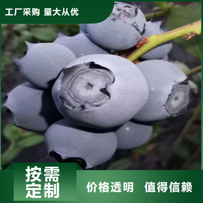 板栗苗-视频-浙江省板栗苗-浙江省丽水|杭州|温州|金华|台州【本土】供应商