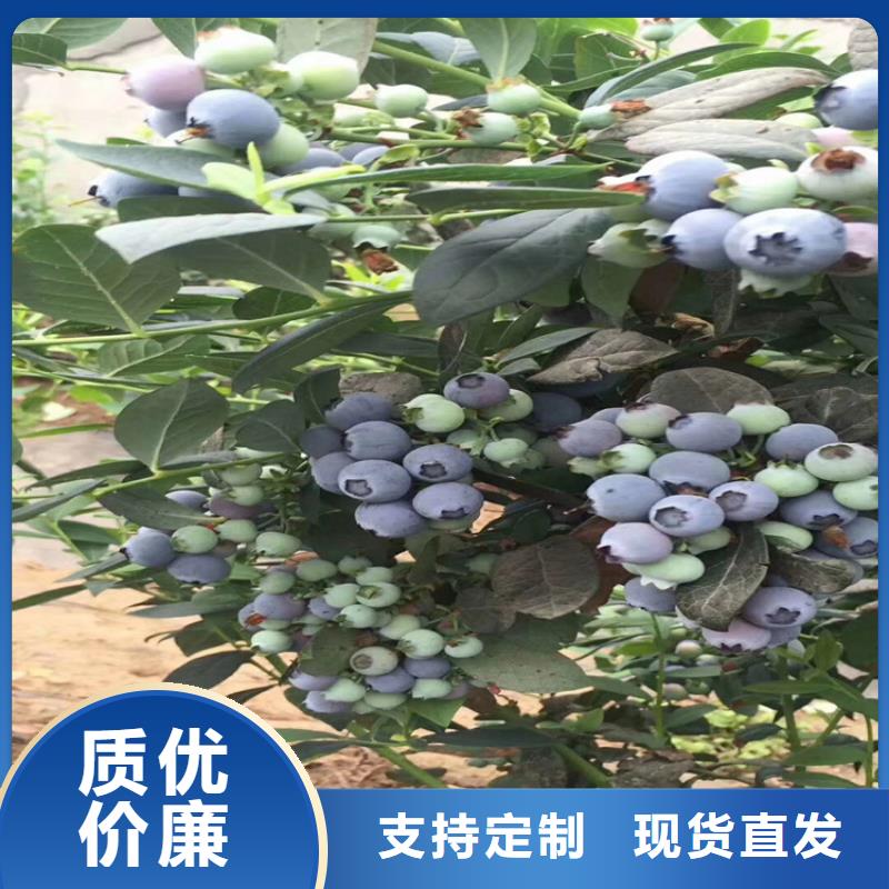 板栗苗-视频-新疆板栗苗|伊犁|克拉玛依|乌鲁木齐