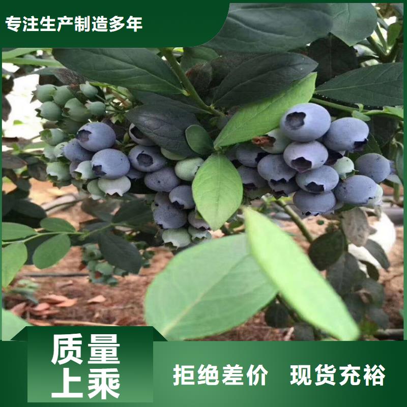 板栗苗-视频-浙江省板栗苗-浙江省丽水|杭州|温州|金华|台州【本土】供应商