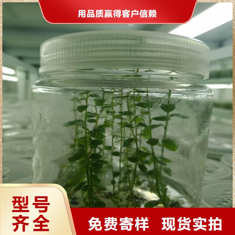 蓝莓苗,红颜草莓可定制