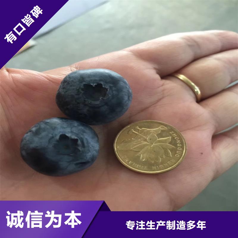 板栗苗-视频-浙江省板栗苗-浙江省丽水|杭州|温州|金华|台州【本土】供应商