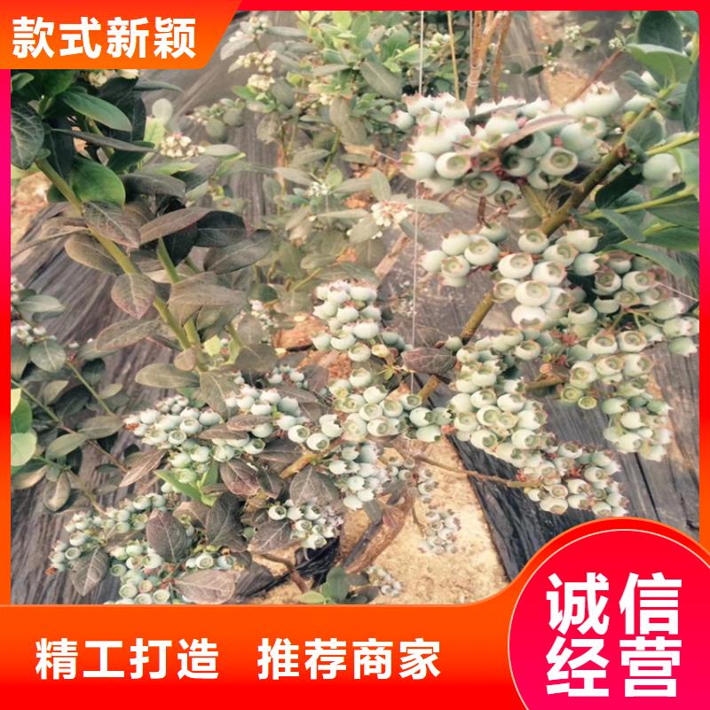 蓝莓苗石榴树精心选材