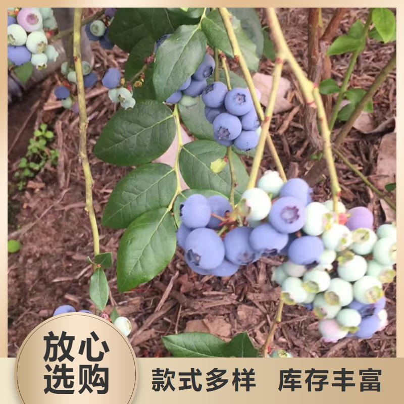 板栗苗-视频-浙江省板栗苗-浙江省丽水|杭州|温州|金华|台州【本土】供应商